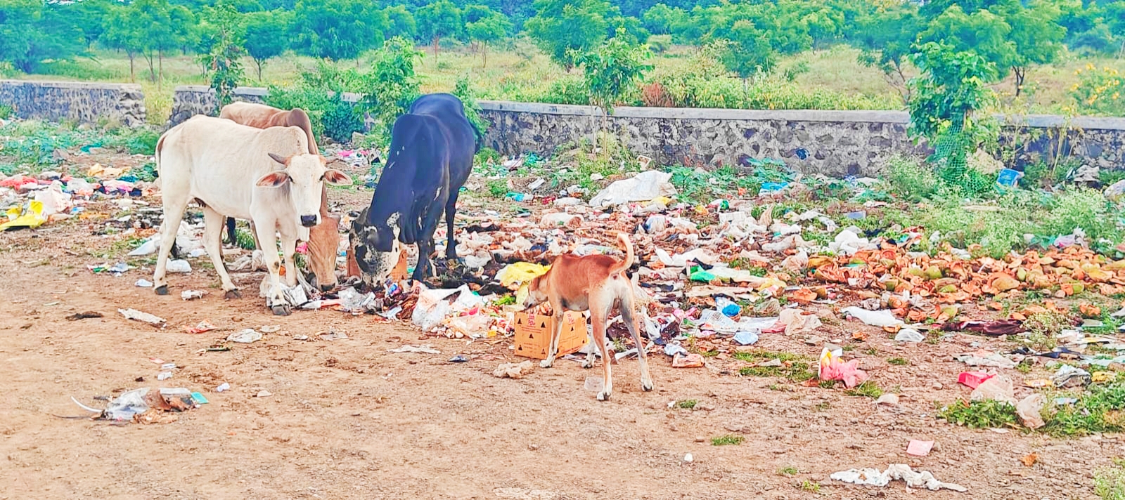 फलटण मध्ये कचऱ्याचे ढीग : नगर पालिका प्रशासनाचे ढिसाळ नियोजन 