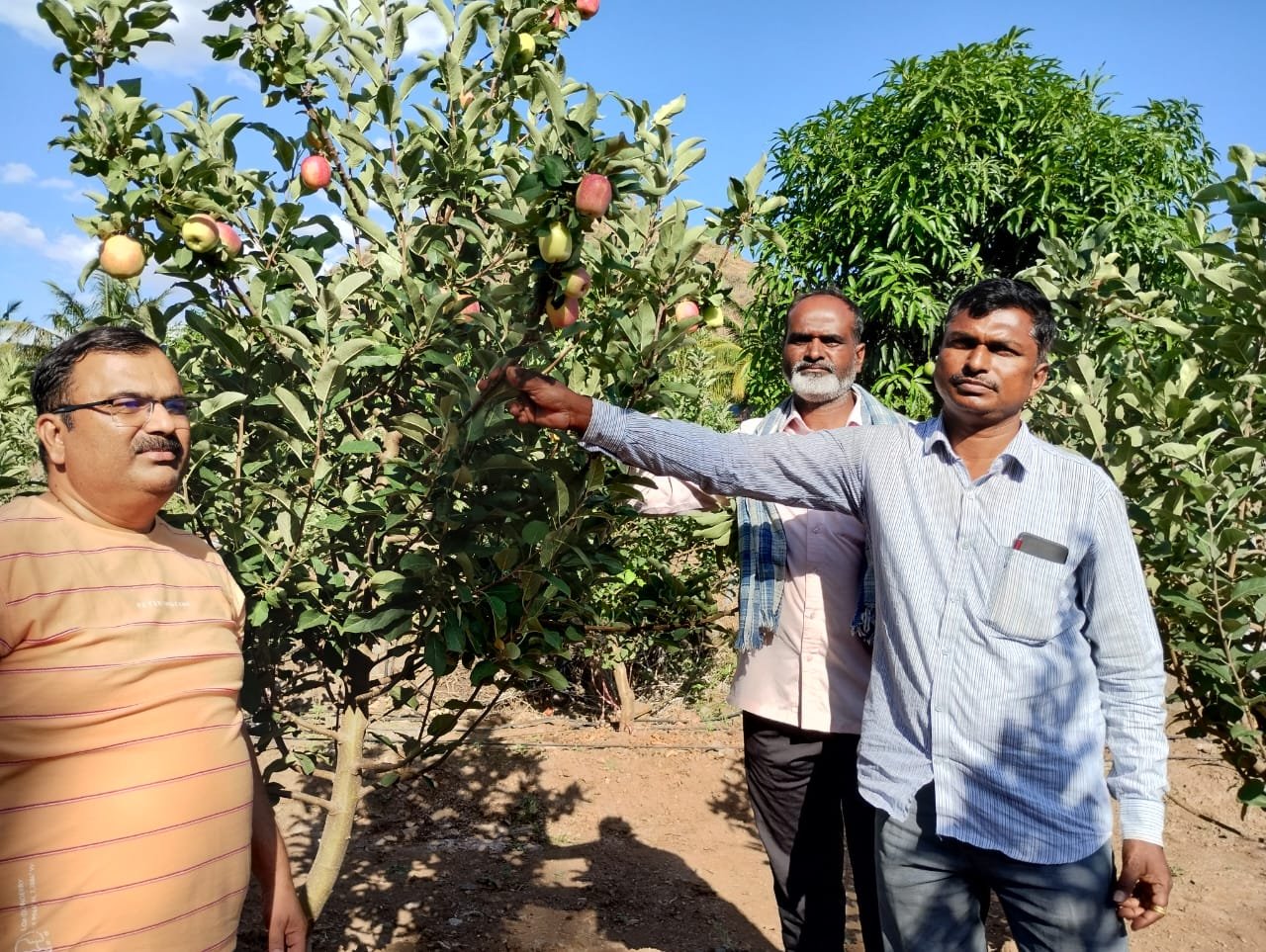 माणच्या दुष्काळी भागात फुलतेय सफरचंदाची बाग  विविध शासकीय योजनांच्या माध्यमातून उभा केला नवीन आदर्श   