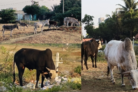 जाधववाडी (फ ) येथे मोकाट जनावरे व भटक्या गाढवांचा उच्छाद