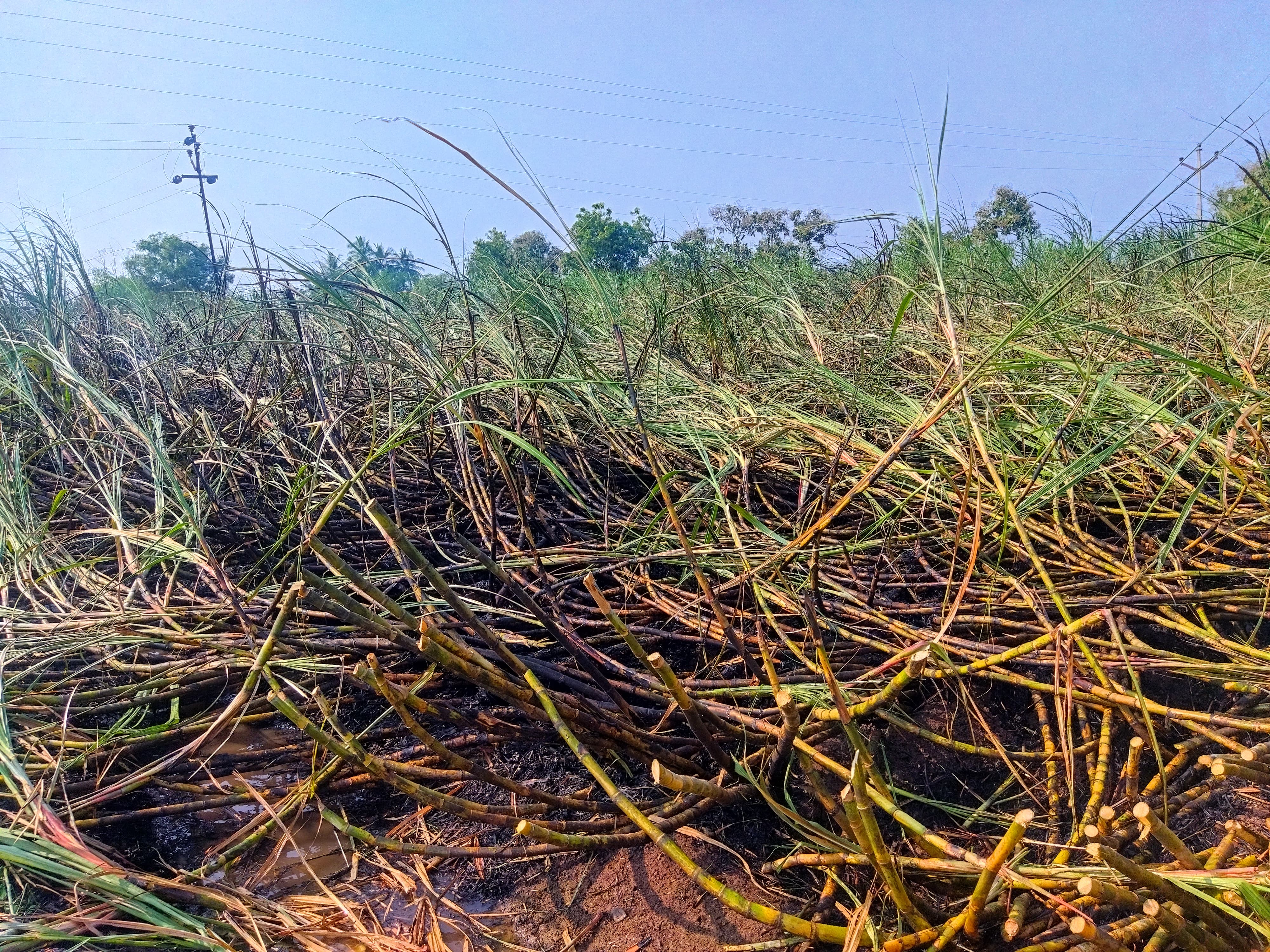 महावितरणचा हलगर्जीपणा - ऊस जळून खाक 