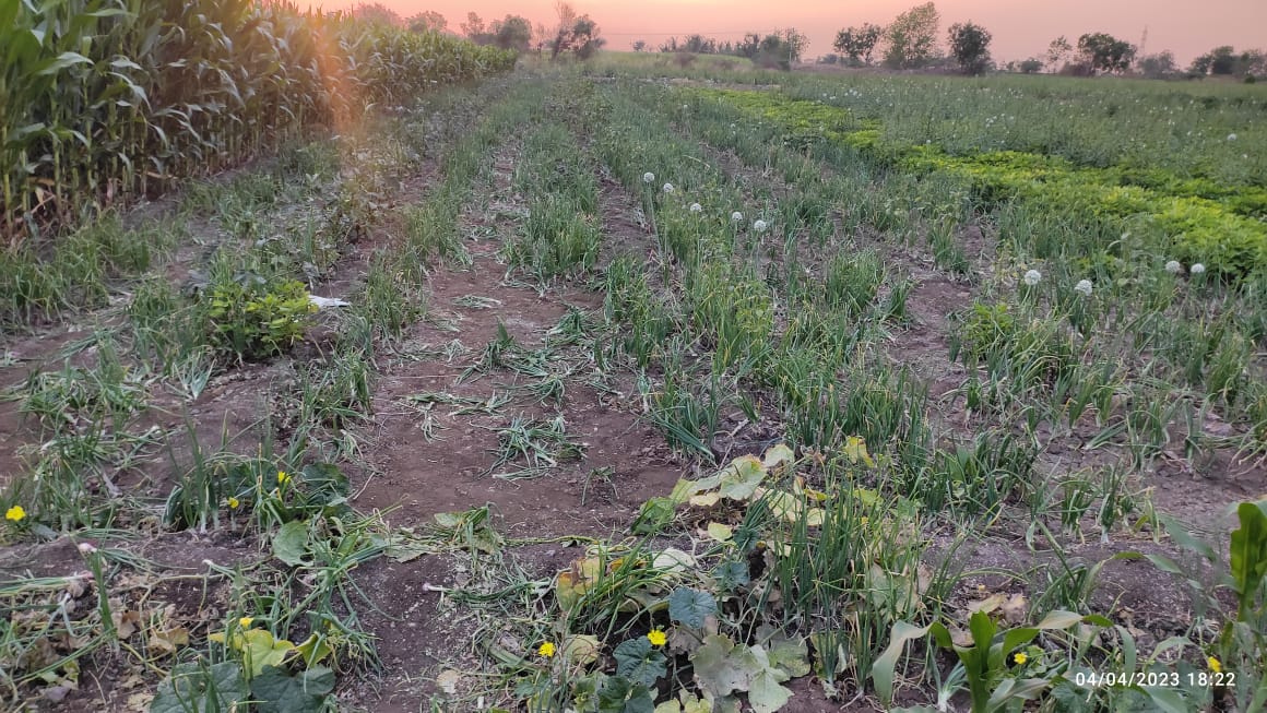 समर्थ बुथ अभियानात कराड दक्षिण मंडलची उत्कृष्ट कामगिरी