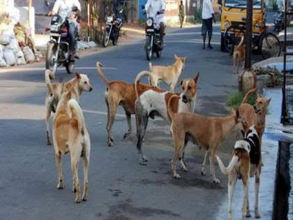 फलटण शहरात भटक्या कुत्र्यांचा सळसुळाट 