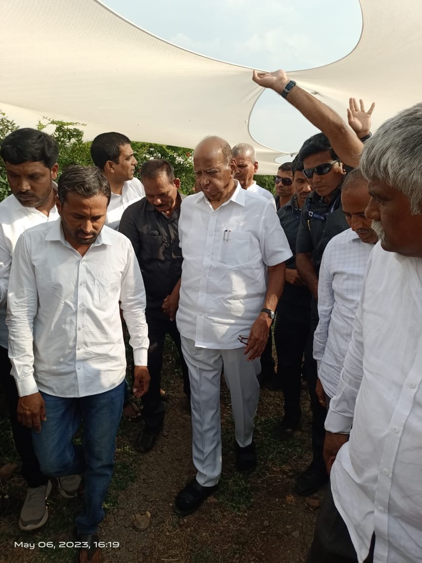 राजीनामा माघारी घेतल्यानंतर शरद पवार थेट शेतकऱ्यांच्या बांधावर 
